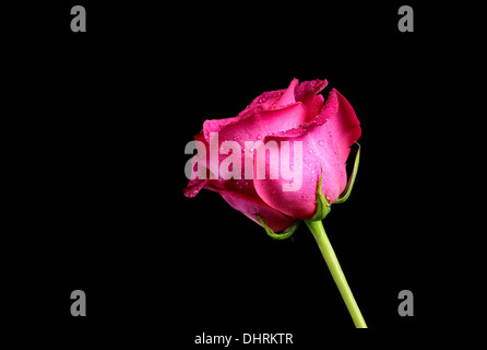 a bright pink rose covered in dew against a clean black background Stock Photo