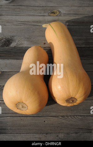 Butternut squash Stock Photo