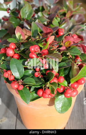 Eastern teaberry Stock Photo