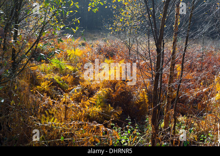 trees and bracken in autumn Stock Photo