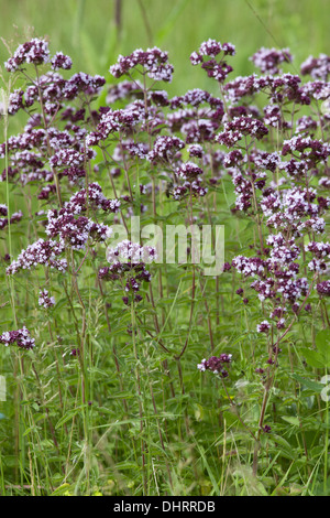 Wild Majoram, Origanum vulgare Stock Photo