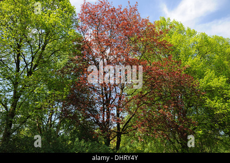 Redleaved maple Stock Photo