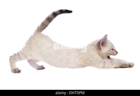 Cute Snow Bengal kitten stretching out with tail up side view isolated on white background Stock Photo