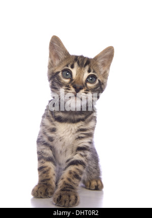 Cute brown Bengal kitten sitting isolated on white background Stock Photo