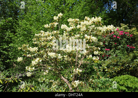 Rhododendron wardii Graf Lennart Stock Photo Alamy