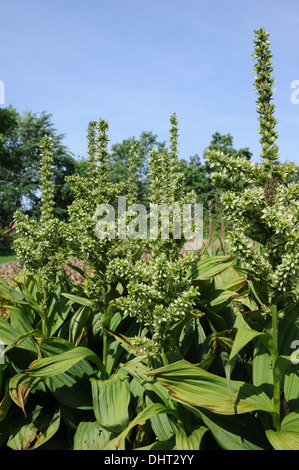 White hellebore Stock Photo