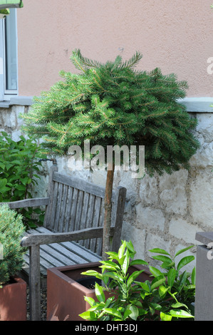 Dwarf spruce Stock Photo