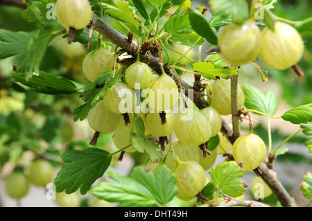 Raspberries Stock Photo