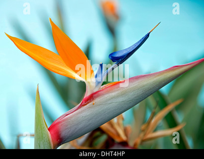 Closeup of a Bird of Paradise flower isolated on blue background Stock Photo