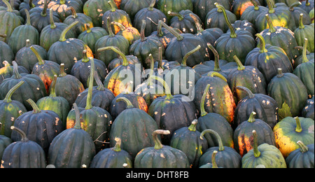 burgemeester elf Skalk Pumpkins "Table Ace", Cucurbita pepo, Cucurbitaceae. Aka Squash, Winter  Saquash, Summer Squash. One of the sweetest pumpkins Stock Photo - Alamy