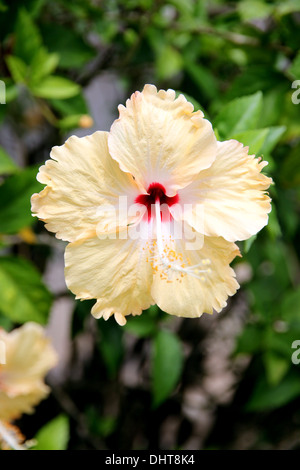 Yellow hibiscus flower on green background. Stock Photo