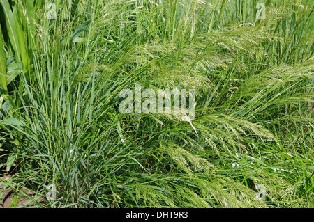 Spike grass Stock Photo