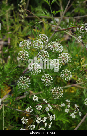 Water hemlock Stock Photo