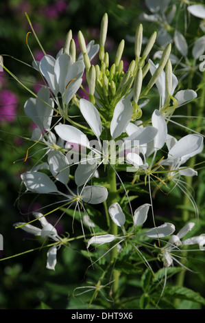 Spider plant Stock Photo