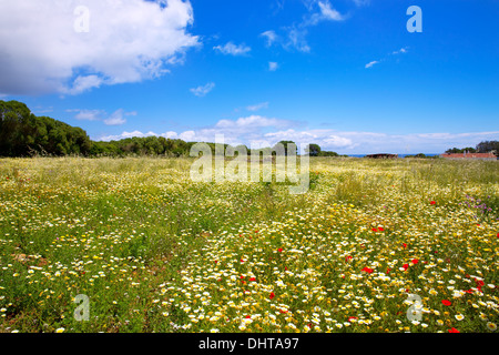 Menorca spring field with poppies and daisy flowers in Balearic Islands Stock Photo