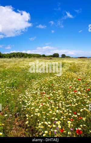 Menorca spring field with poppies and daisy flowers in Balearic Islands Stock Photo