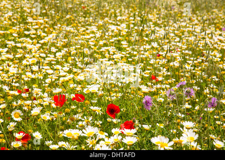 Menorca spring field with poppies and daisy flowers in Balearic Islands Stock Photo