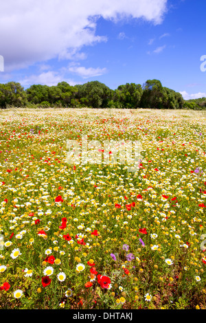 Menorca spring field with poppies and daisy flowers in Balearic Islands Stock Photo