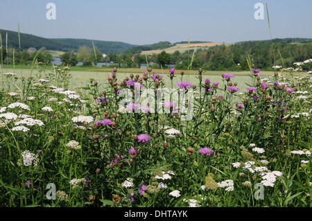 Knapweed Stock Photo