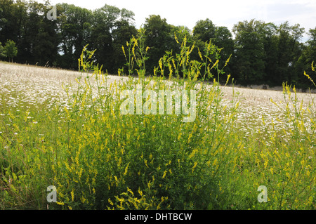 Yellow sweet clover Stock Photo