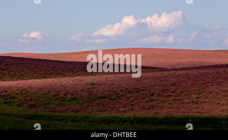 Pink flower alfalfa crop in Saskatchewan Canada Stock Photo - Alamy