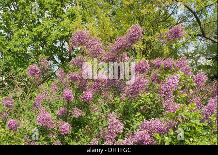 Chinese lilac Stock Photo