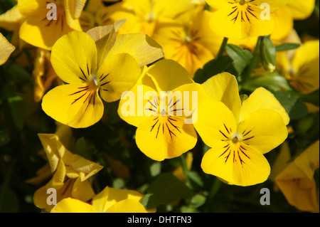 Pansy Stock Photo