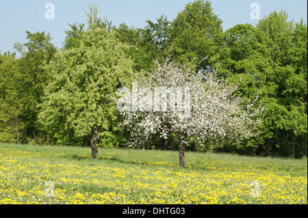 Pear tree after flowering and flowering apple tree Stock Photo