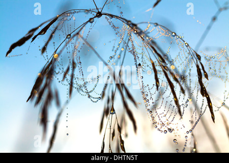 spider on a web of dew shining in drops Stock Photo