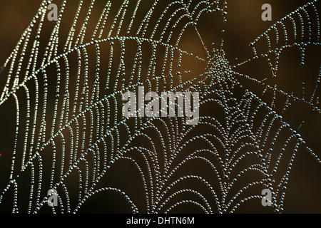 abstract background from a web shine in the sun Stock Photo