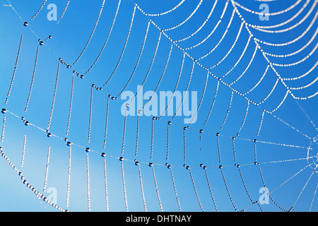 abstract background from a web with dew drops Stock Photo