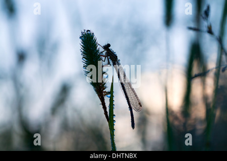 dragonfly on a summer meadow at sunrise Stock Photo