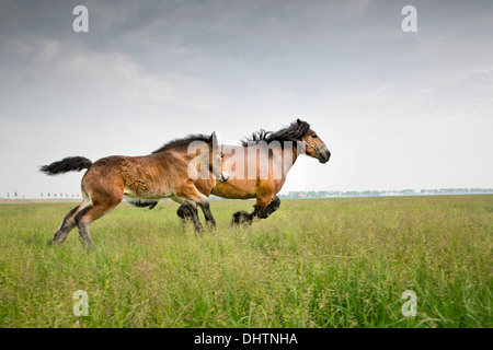 Netherlands, Noordbeemster, Beemster Polder, UNESCO World Heritage Site. Belgian or Zeeland draft horses Stock Photo