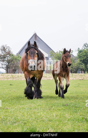 Netherlands, Noordbeemster, Beemster Polder, UNESCO World Heritage Site. Belgian or Zeeland draft horses Stock Photo