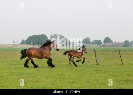 Netherlands, Noordbeemster, Beemster Polder, UNESCO World Heritage Site. Belgian or Zeeland draft horses Stock Photo