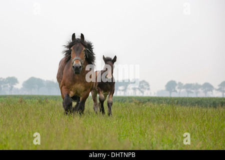 Netherlands, Noordbeemster, Beemster Polder, UNESCO World Heritage Site. Belgian or Zeeland draft horses Stock Photo