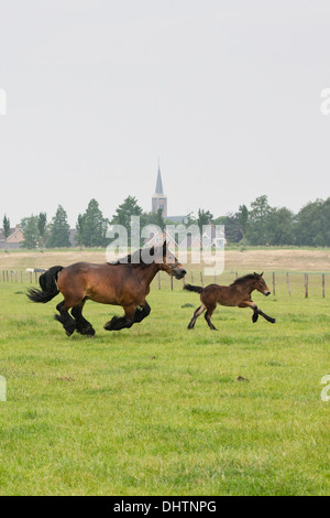 Netherlands, Noordbeemster, Beemster Polder, UNESCO World Heritage Site. Belgian or Zeeland draft horses Stock Photo