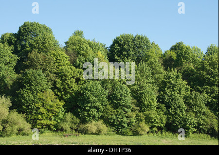Mixed forest Stock Photo
