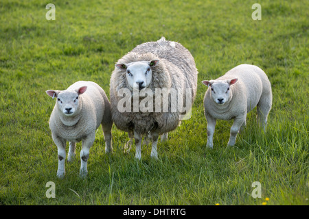 Netherlands, Oosthuizen, Sheep and lambs Stock Photo