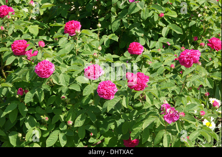 Rose de Resht Stock Photo