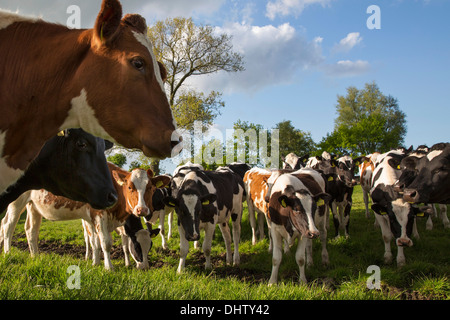 Netherlands, Weesp, Cows in meadow Stock Photo