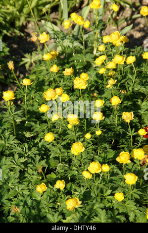 Globe flowers Stock Photo