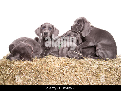 Blue weimaraner Group of puppies in a studio Stock Photo