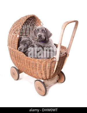 Blue weimaraner Group of puppies in a pram in a studio Stock Photo