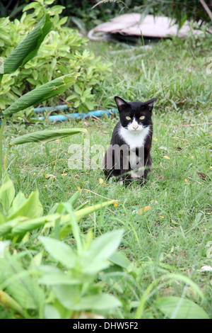 The Black cat in the garden looking at it Stock Photo - Alamy