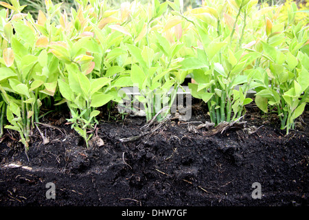 The seedlings for planting starting to show the ground and the tree roots. Stock Photo