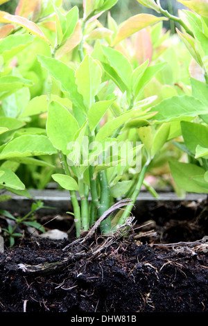 The seedlings for planting starting to show the ground and the tree roots. Stock Photo