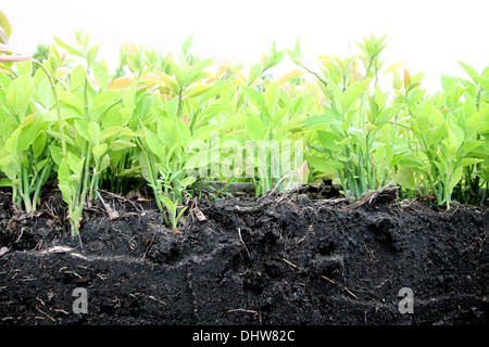 The many seedlings for planting starting to show the ground and the tree roots. Stock Photo