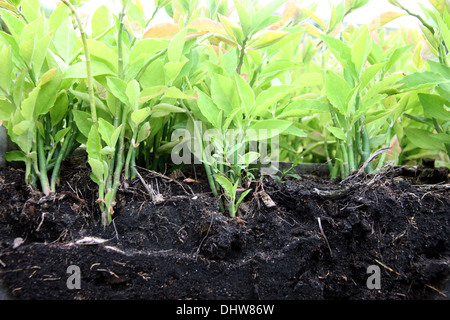 The many seedlings for planting starting to show the ground and the tree roots. Stock Photo