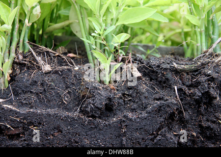 The seedlings for planting starting to show the ground and the tree roots. Stock Photo